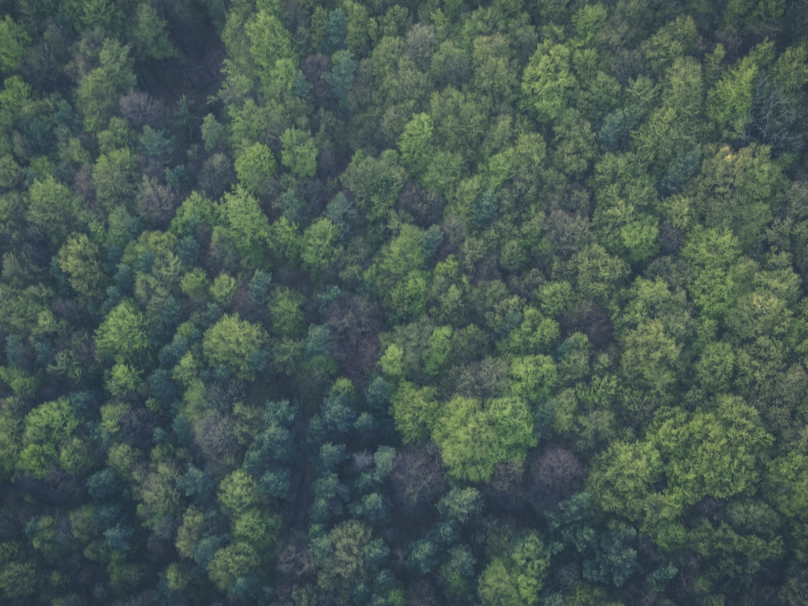 Maak impact met je bedrijf met Evertreen